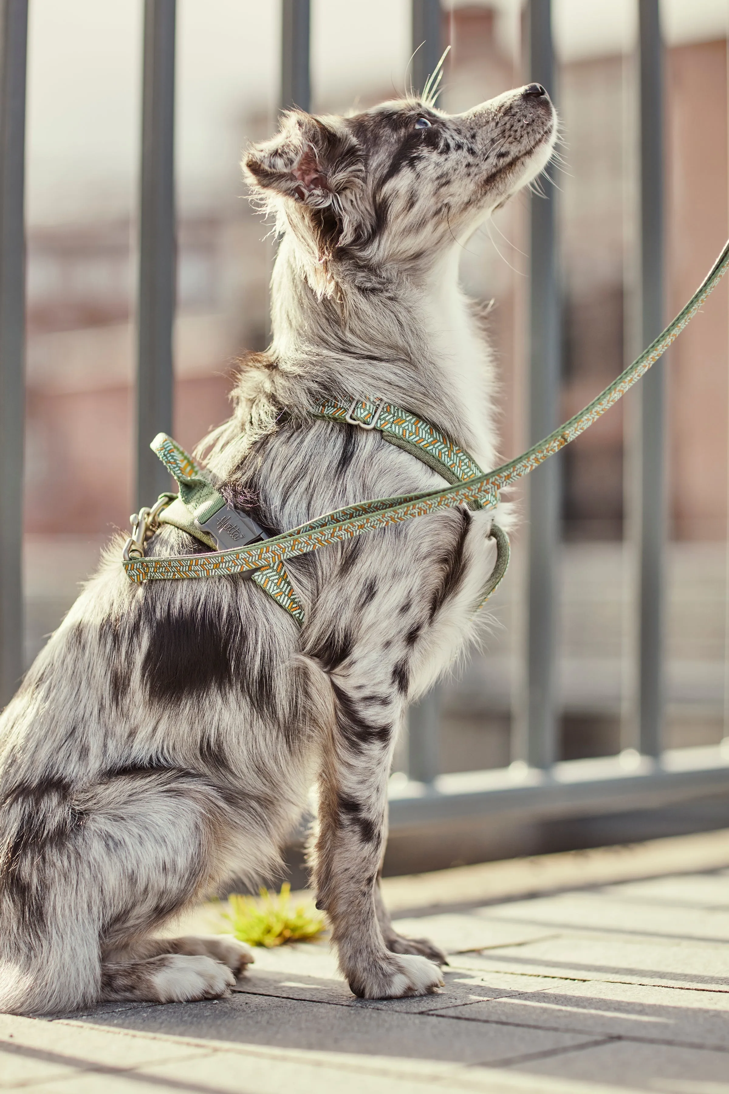 Hurtta Dog Y-Harness: Razzle Dazzle, Blackberry